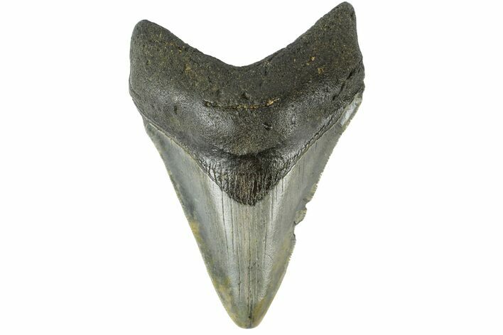 Fossil Megalodon Tooth - South Carolina #164986